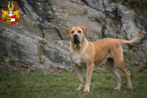 Lire la suite à propos de l’article Boerboel éleveurs et chiots en Carinthie