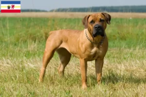 Lire la suite à propos de l’article Boerboel éleveurs et chiots dans le Mecklembourg-Poméranie occidentale