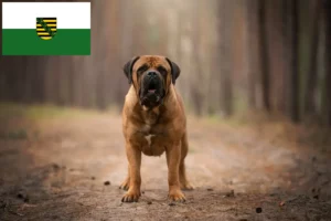 Lire la suite à propos de l’article Boerboel éleveurs et chiots en Saxe