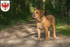 Lire la suite à propos de l’article Boerboel éleveurs et chiots au Tyrol