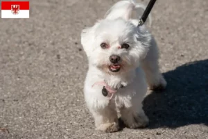 Lire la suite à propos de l’article Éleveurs de Bolonais et chiots dans le Brandebourg