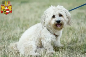 Lire la suite à propos de l’article Éleveurs de Bolonais et chiots en Carinthie