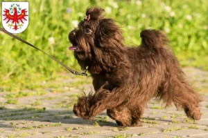 Lire la suite à propos de l’article Bolonka Zwetna éleveurs et chiots au Tyrol