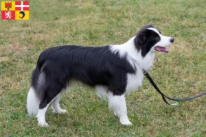 Lire la suite à propos de l’article Éleveurs de Border Collie et chiots en Auvergne-Rhône-Alpes