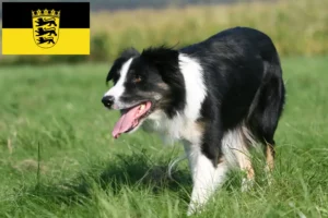 Lire la suite à propos de l’article Éleveurs de Border Collie et chiots en Baden-Württemberg