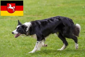 Lire la suite à propos de l’article Éleveurs de Border Collie et chiots en Basse-Saxe