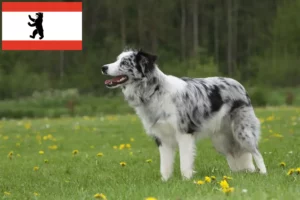 Lire la suite à propos de l’article Éleveurs de Border Collie et chiots à Berlin