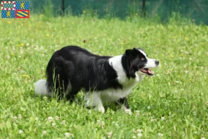 Lire la suite à propos de l’article Éleveurs de Border Collie et chiots en Bourgogne-Franche-Comté