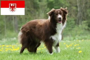 Lire la suite à propos de l’article Éleveurs de Border Collie et chiots dans le Brandebourg