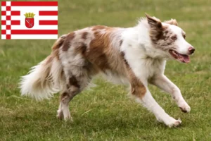 Lire la suite à propos de l’article Éleveurs de Border Collie et chiots à Brême