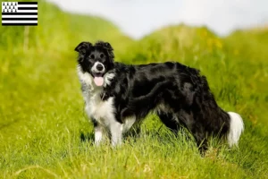 Lire la suite à propos de l’article Éleveurs de Border Collie et chiots en Bretagne