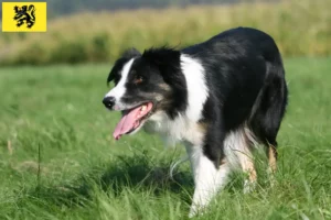 Lire la suite à propos de l’article Éleveurs de Border Collie et chiots en Flandre