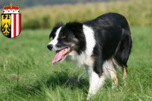 Lire la suite à propos de l’article Éleveurs de Border Collie et chiots en Haute-Autriche