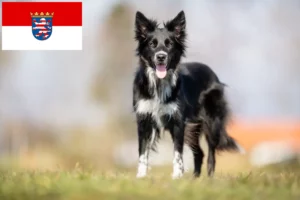 Lire la suite à propos de l’article Éleveurs de Border Collie et chiots en Hesse