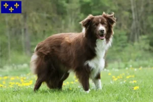 Lire la suite à propos de l’article Éleveurs de Border Collie et chiots en Île-de-France