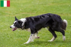 Lire la suite à propos de l’article Éleveurs de Border Collie et chiots en Italie