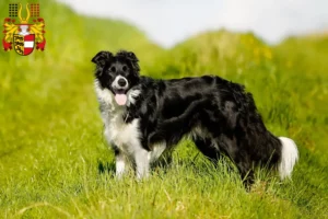 Lire la suite à propos de l’article Éleveurs de Border Collie et chiots en Carinthie