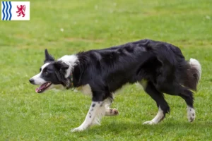 Lire la suite à propos de l’article Éleveurs de border collie et chiots en Nouvelle-Aquitaine