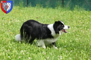 Lire la suite à propos de l’article Éleveurs de Border Collie et chiots en Pays de la Loire