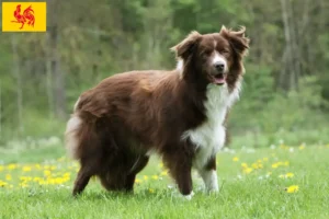 Lire la suite à propos de l’article Éleveurs de Border Collie et chiots en Région wallonne