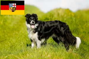 Lire la suite à propos de l’article Éleveurs de Border Collie et chiots en Sarre