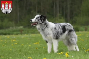 Lire la suite à propos de l’article Éleveurs de Border Collie et chiots à Salzbourg