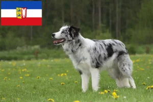 Lire la suite à propos de l’article Éleveurs de Border Collie et chiots dans le Schleswig-Holstein