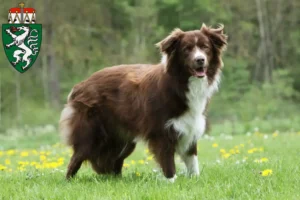 Lire la suite à propos de l’article Éleveurs de Border Collie et chiots en Styrie