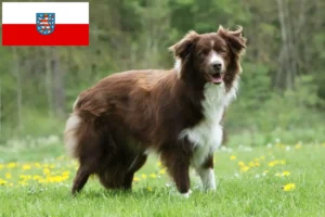 Lire la suite à propos de l’article Éleveurs de Border Collie et chiots en Thuringe