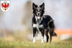 Lire la suite à propos de l’article Éleveurs de Border Collie et chiots au Tyrol