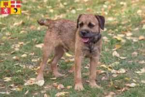 Lire la suite à propos de l’article Éleveurs de border terriers et chiots en Auvergne-Rhône-Alpes