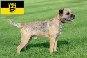 Lire la suite à propos de l’article Éleveurs de border terriers et chiots en Bade-Wurtemberg