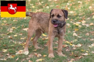 Lire la suite à propos de l’article Éleveurs de border terriers et chiots en Basse-Saxe