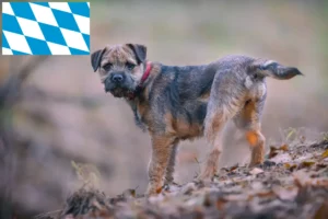 Lire la suite à propos de l’article Éleveurs de border terriers et chiots en Bavière