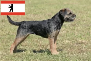 Lire la suite à propos de l’article Éleveurs de border terriers et chiots à Berlin