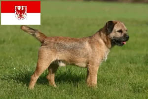 Lire la suite à propos de l’article Éleveurs de border terriers et chiots dans le Brandebourg