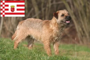 Lire la suite à propos de l’article Éleveurs de border terriers et chiots à Brême