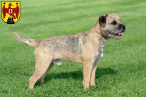 Lire la suite à propos de l’article Éleveurs de border terriers et de chiots dans le Burgenland