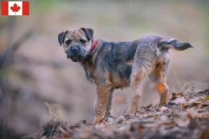 Lire la suite à propos de l’article Éleveurs de border terriers et chiots au Canada