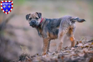 Lire la suite à propos de l’article Éleveurs de border terriers et chiots en Centre-Val de Loire