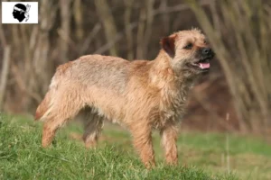 Lire la suite à propos de l’article Éleveurs de border terriers et chiots en Corse