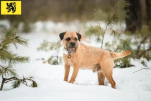 Lire la suite à propos de l’article Éleveurs de border terriers et chiots en Flandre