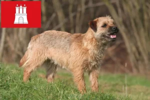 Lire la suite à propos de l’article Éleveurs de Border Terriers et chiots à Hambourg