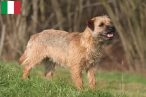 Lire la suite à propos de l’article Éleveurs de border terriers et chiots en Italie