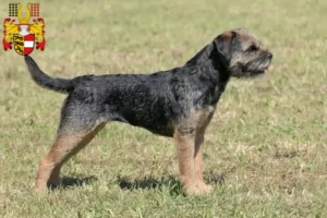 Lire la suite à propos de l’article Éleveurs de border terriers et chiots en Carinthie