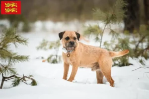 Lire la suite à propos de l’article Éleveurs de border terriers et chiots en Normandie