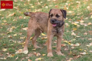 Lire la suite à propos de l’article Éleveurs de border terriers et chiots en Occitanie