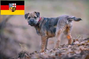 Lire la suite à propos de l’article Éleveurs de border terriers et chiots en Sarre