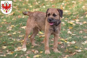 Lire la suite à propos de l’article Éleveurs de border terriers et chiots au Tyrol