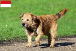 Lire la suite à propos de l’article Éleveurs de border terriers et chiots à Vienne